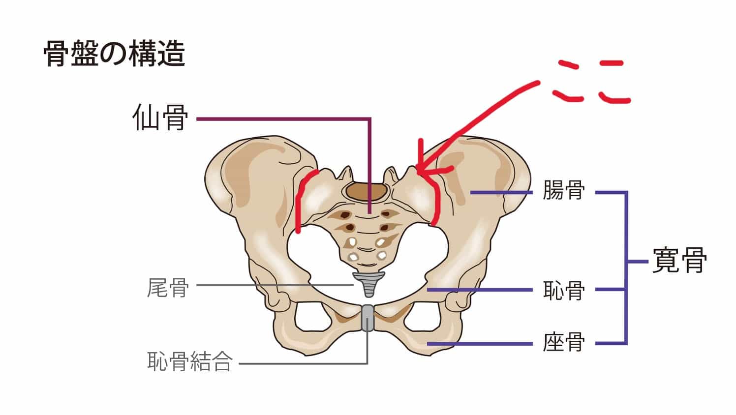 仙腸関節とは：慢性腰痛、ぎっくり腰、慢性症状肩こり、膝痛など：